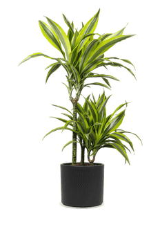 Dracaena lemon lime (Drachenbaum) (M)