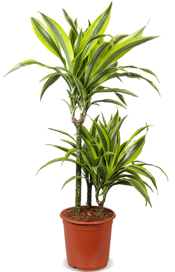 drachenbaum lemon lime giftig Dracaena lemon lime (Drachenbaum) kaufen