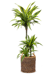 Dracaena lemon lime (Drachenbaum) (L)