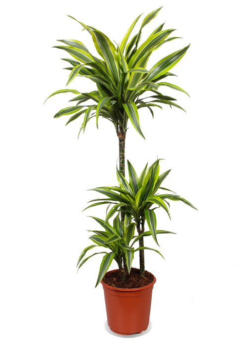 Dracaena lemon lime (Drachenbaum) kaufen