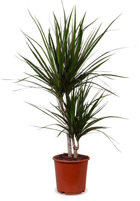 Dracaena marginata (Drachenbaum) (M) kaufen