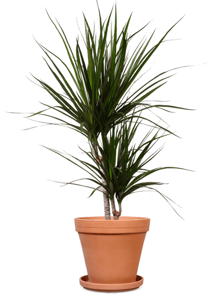 Dracaena marginata (Drachenbaum) (M) kaufen | Plantsome