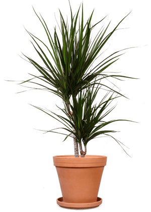 Dracaena marginata (Drachenbaum) (M) kaufen