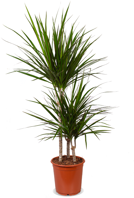 Dracaena marginata (Drachenbaum) (M)