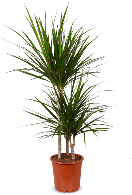 Dracaena marginata (Drachenbaum) (M) kaufen