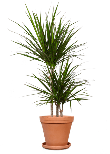 dracaena marginata giftig Dracaena marginata (Drachenbaum) (M) kaufen