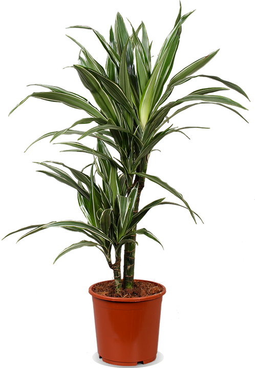 Dracaena warneckei (Drachenbaum) (M)