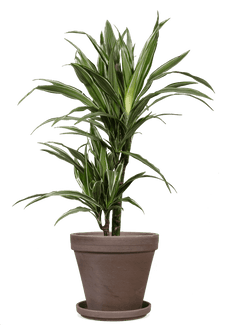 Dracaena warneckei (Drachenbaum) (M)