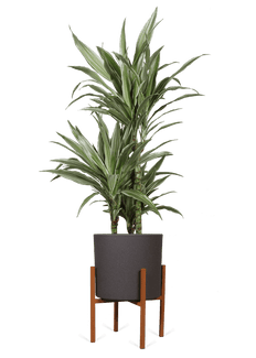 Dracaena warneckei (Drachenbaum) (M)