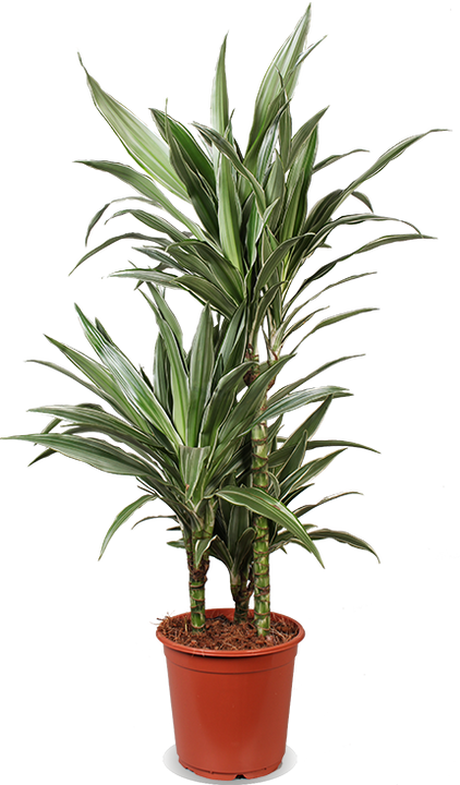 Dracaena warneckei (Drachenbaum) (M)