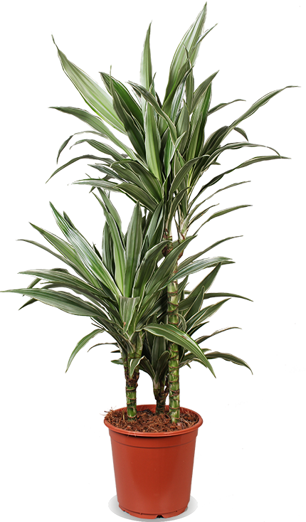 Dracaena Warneckei (Drachenbaum) kaufen? | Enzi