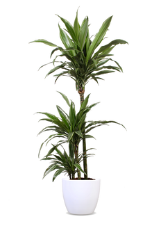 Dracaena warneckei (Drachenbaum) (L)