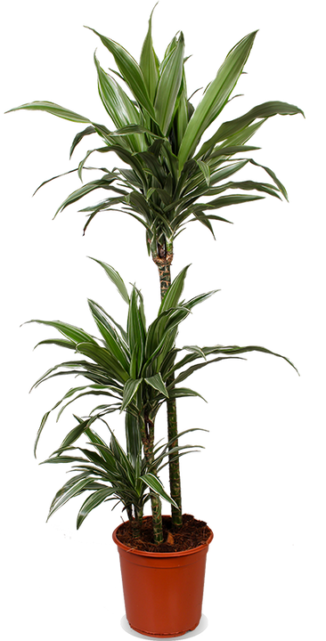 Dracaena warneckei (Drachenbaum) (L)
