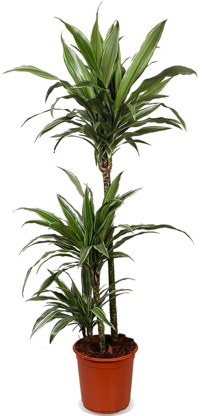 Dracaena Warneckei (Drachenbaum) kaufen? | Enzi