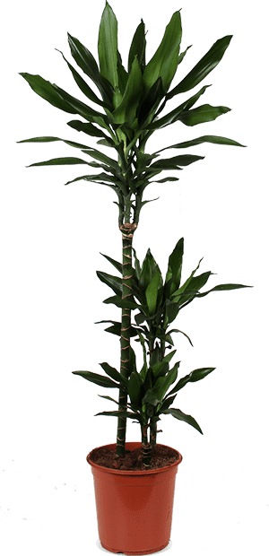 dracaena janet lind Dracaena janet lind (Drachenbaum) kaufen