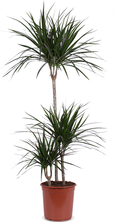 Dracaena marginata (Drachenbaum) (L)