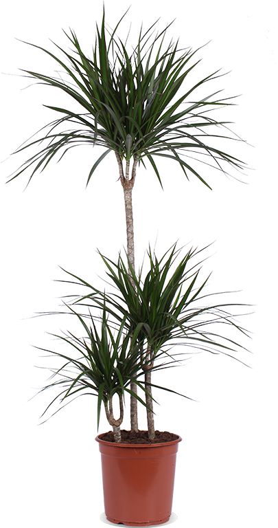 Dracaena marginata (Drachenbaum) (L) kaufen