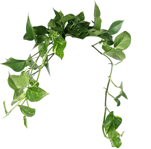 Epipremnum Aureum (Efeutute) kaufen? | Hängepflanze