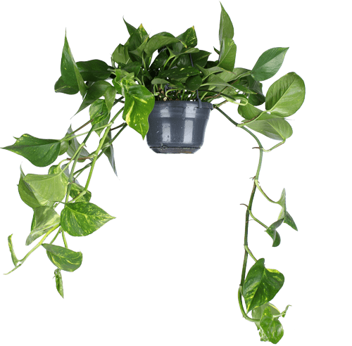 Epipremnum Aureum (Efeutute) kaufen? | Hängepflanze