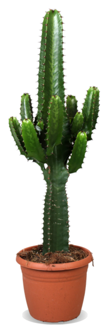Euphorbia erytrea (Wolfsmilchkaktus) (M)