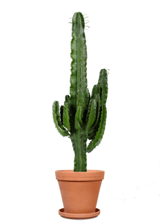 Euphorbia erytrea (Wolfsmilchkaktus) (L)