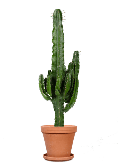 Euphorbia erytrea (Wolfsmilchkaktus) (L)