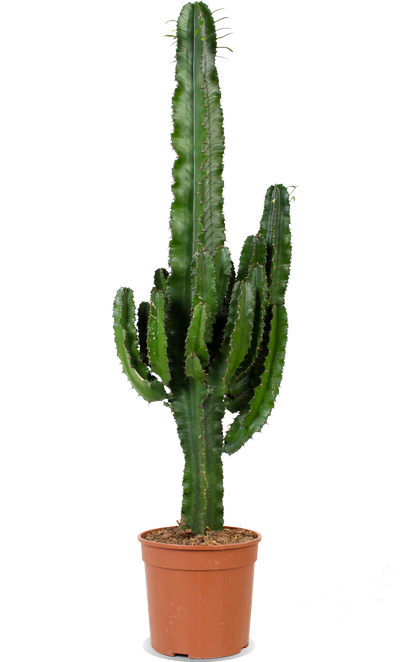 Euphorbia erytrea (Wolfsmilchkaktus) (M)