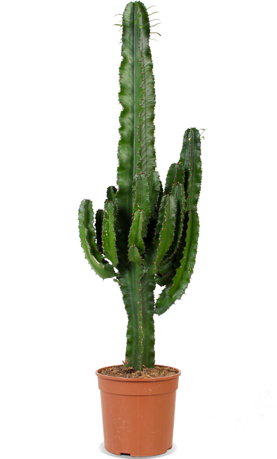 Euphorbia erytrea (Wolfsmilchkaktus) (L)
