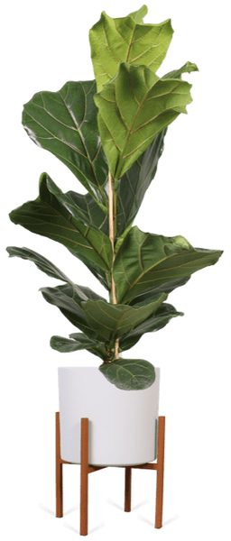 Ficus lyrata (Geigenfeige) kaufen