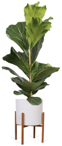 Zimmerpflanzen groe Bltter | Plantsome