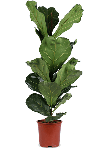 Ficus lyrata (Geigenfeige) (L)
