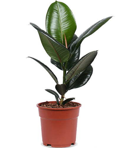 Ficus robusta (Gummibaum) (M)