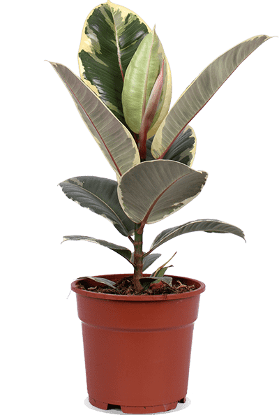 Ficus tineke (Gummibaum) (M)