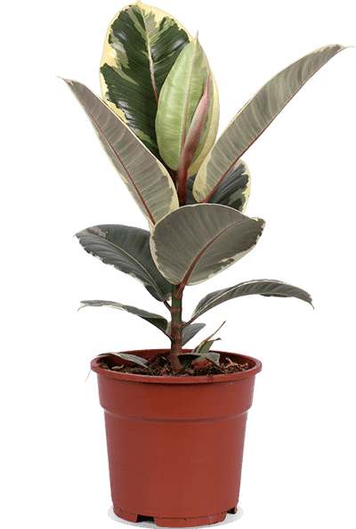 Ficus Tineke (Gummibaum) kaufen