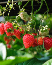inspiratie-5