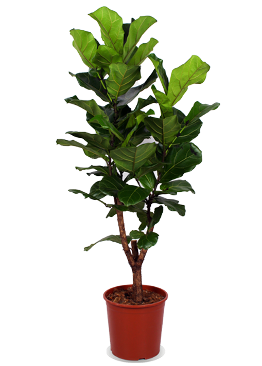 Ficus lyrata verzweigter Stamm (Geigenfeige) (L)
