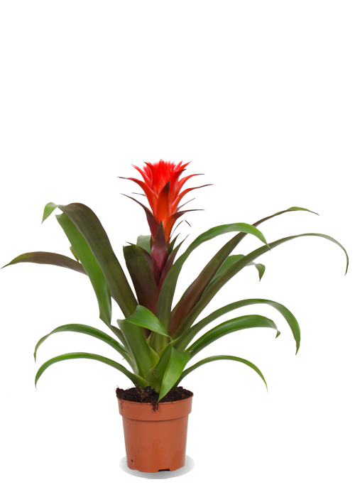 Guzmania hope (Bromelie)