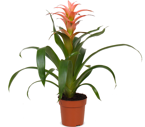 Guzmania melissa (Bromelie)