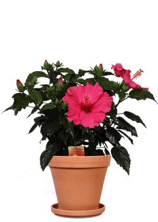 Hibiskus adonicus (Eibisch) (S)