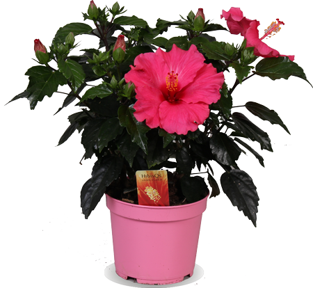 Hibiskus adonicus (Eibisch) (S)