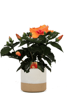 Hibiskus adonicus (Eibisch) (S)