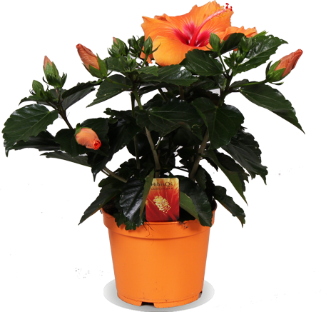 Hibiskus Adonicus Orange kaufen? | Lizie