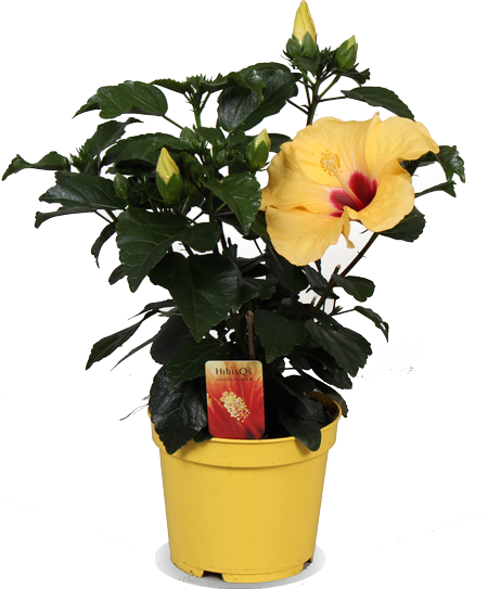 Hibiskus adonicus (Eibisch) (S)