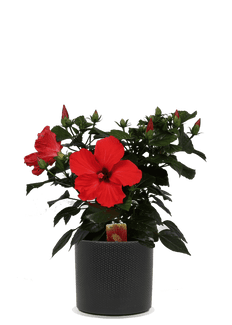 Hibiskus volcano (Eibisch) (S)