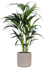 Howea forsteriana (Kentiapalme) (M)