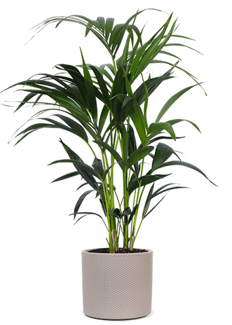 Howea forsteriana (Kentiapalme) (M)