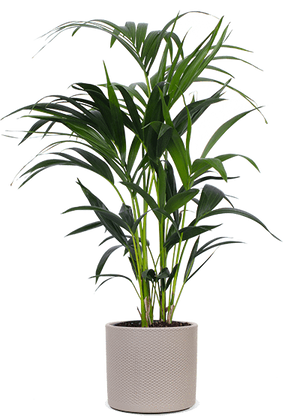 Howea forsteriana (Kentiapalme) kaufen