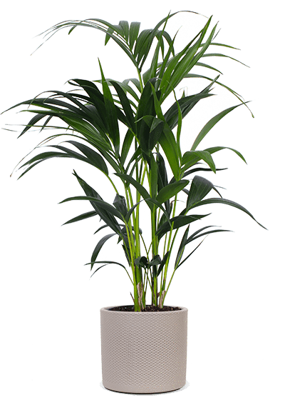 Howea forsteriana (Kentiapalme) (M)