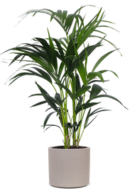 monstera pilz erde Monstera-Erde, Aroid-Erde mix kaufen? ✓ Schnell versandt – Sybotanica main image 0