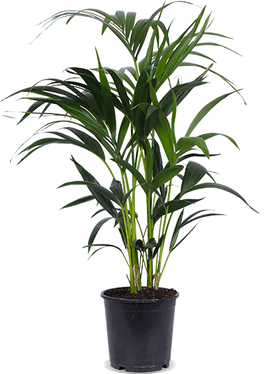 dehner kentia palme Howea forsteriana (Kentiapalme) kaufen